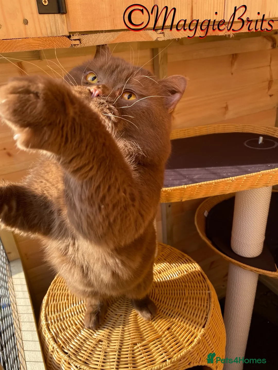 British Shorthair cats for stud: Supreme Grand Champion 🥇🏆🏅 in Northolt - Advert 5