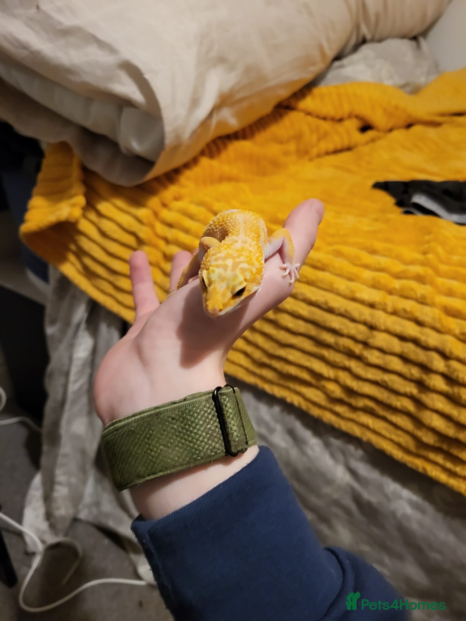 Leopard Gecko reptiles Tremper albino 4yrs old full setup - Advert 1