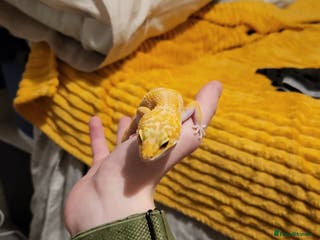 Leopard Gecko reptiles Tremper albino 4yrs old comes with full setup - Advert 15