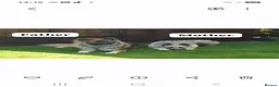 German Shepherd dogs for sale: Beautiful KC German Shepherd Puppies - Advert 14