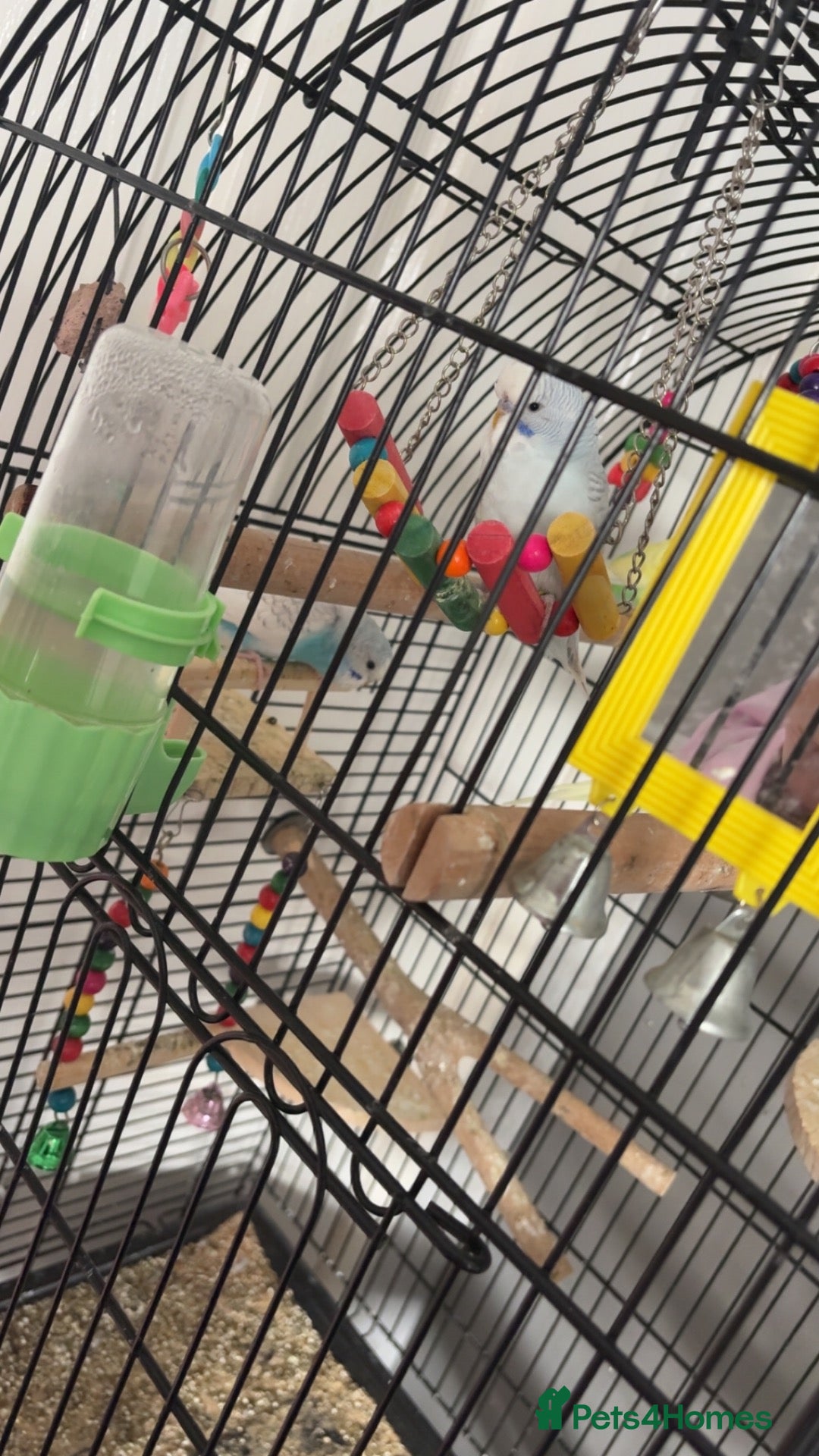 Budgerigars birds 2 male 2 female budgies for sale  - Advert 13