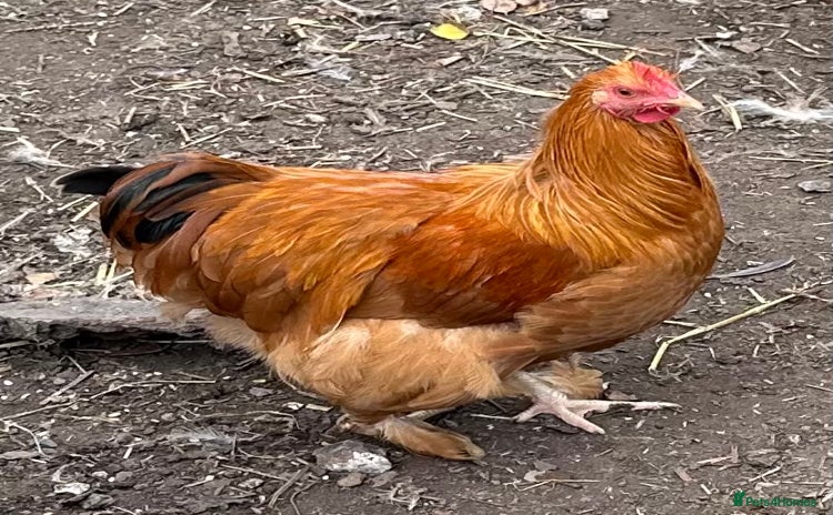 Chickens poultry - Advert 13