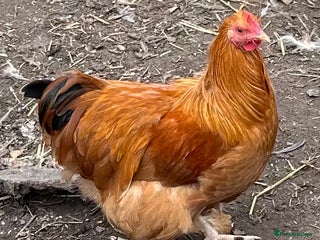 Chickens poultry - Advert 4