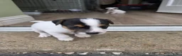 Jack Russell dogs for sale: Jack russell puppies in Newton Stewart - Advert 7
