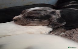 Sprocker dogs for sale: Gorgeous Sprocker pups.  - Image 7