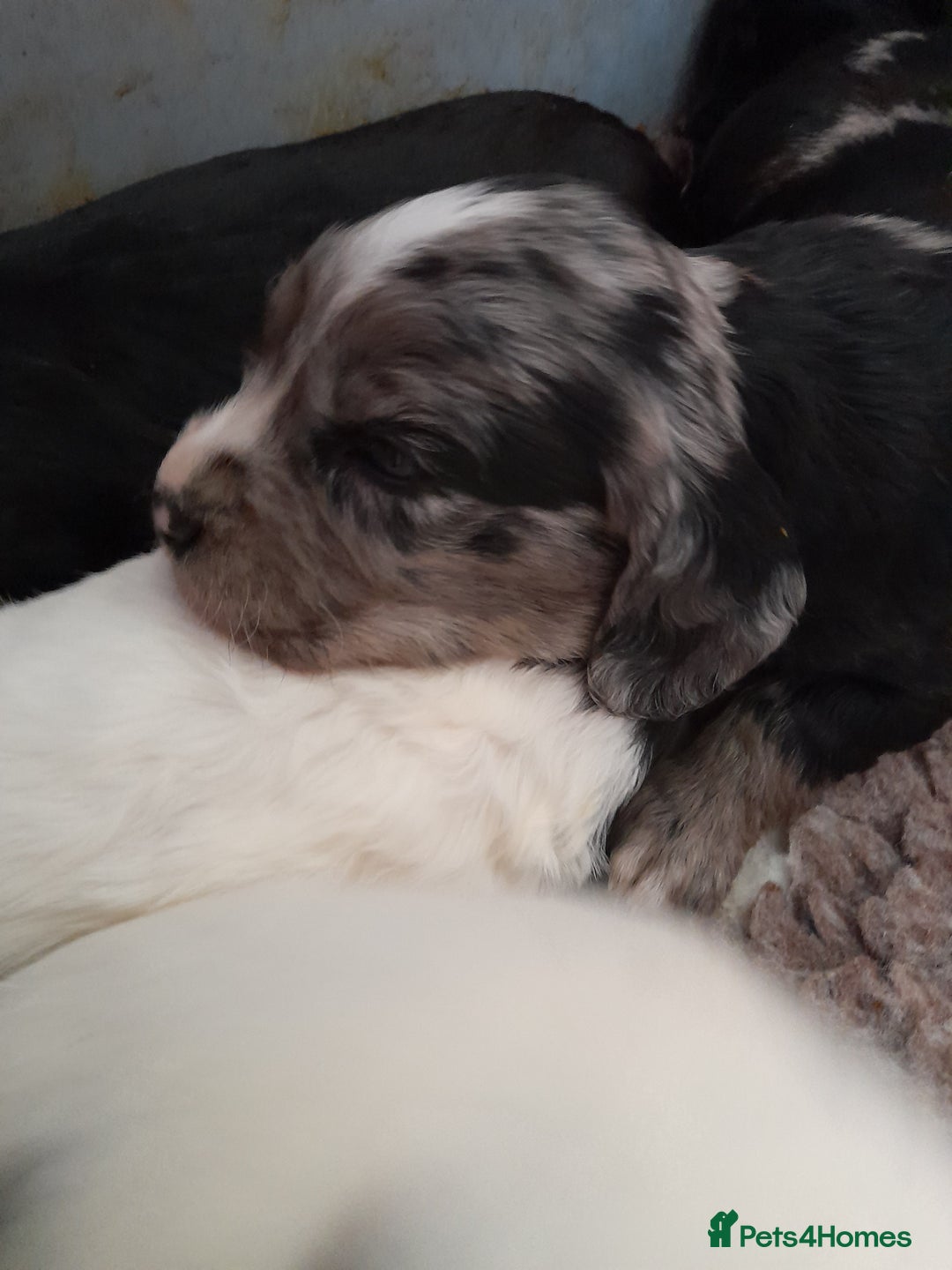 Sprocker dogs for sale: Gorgeous Sprocker pups.  - Image 7