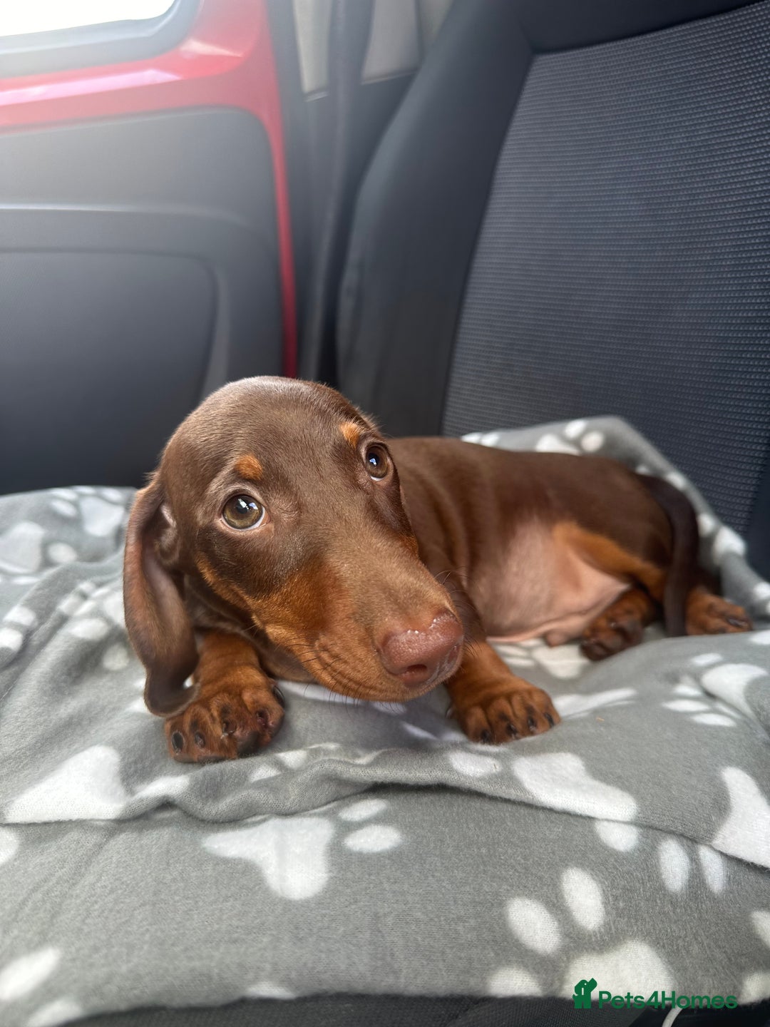 Dachshund dogs for stud: Stud Available — “Rolo” the Chocolate Dachshund  - Image 11