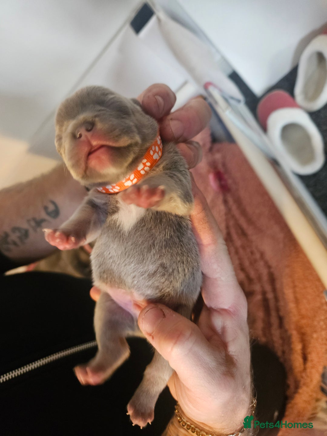 French Bulldog dogs for sale: Beautiful French bulldog puppies  - Advert 1