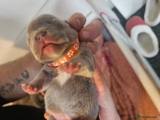 French Bulldog dogs Beautiful French bulldog puppies - Advert 14