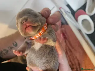 French Bulldog dogs Beautiful French bulldog puppies - Advert 8