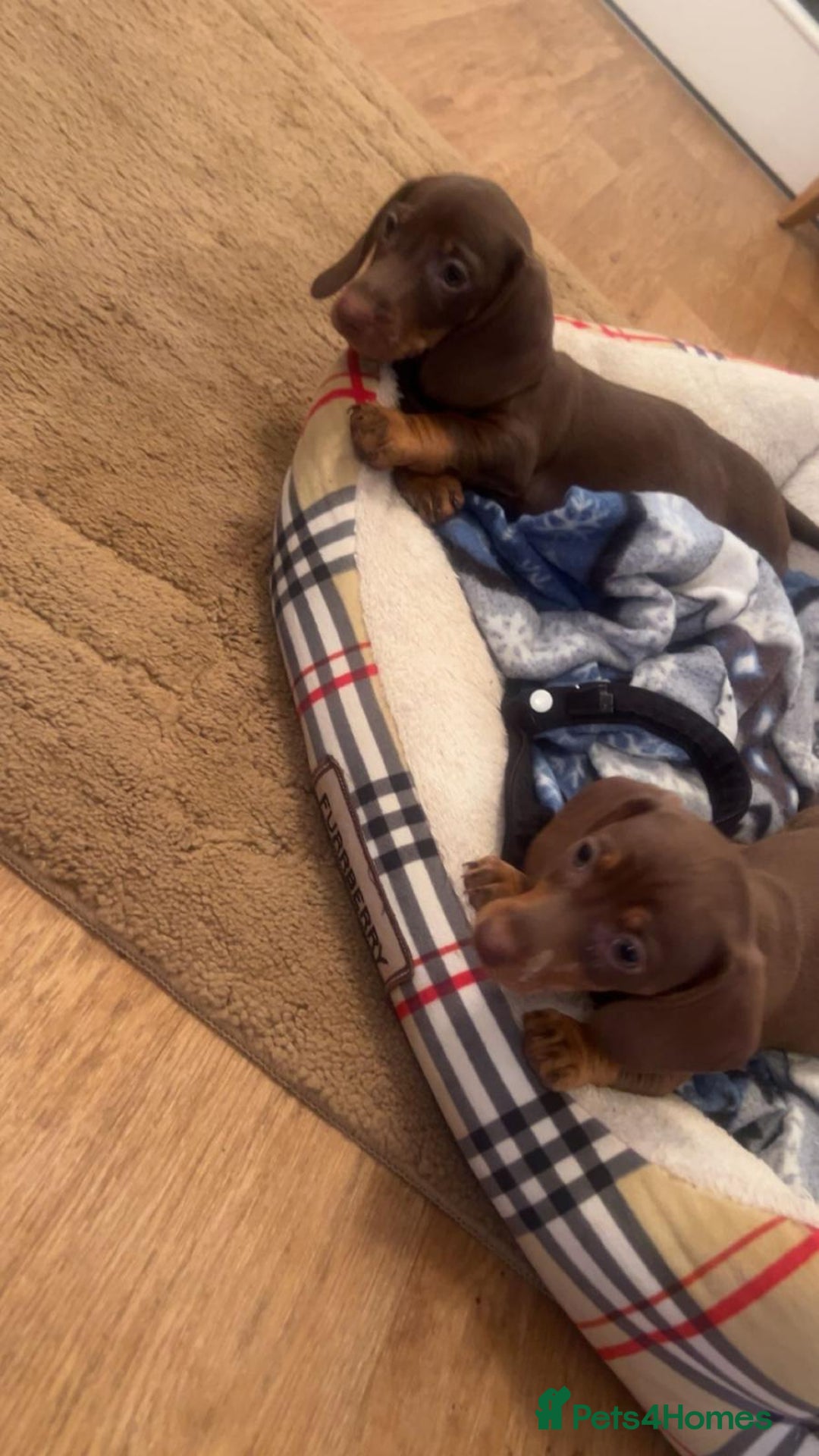 Dachshund dogs for sale: Dachshund for sale  - Advert 11