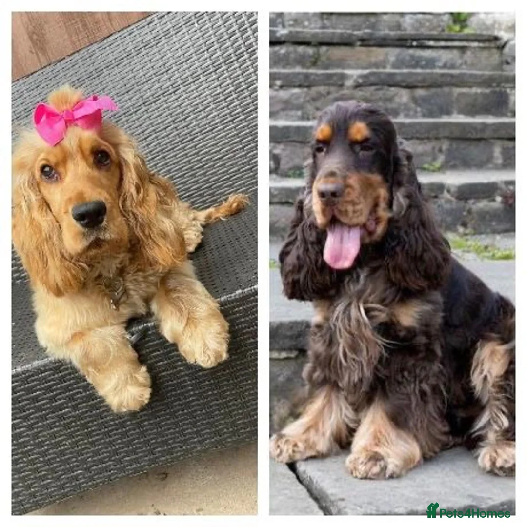 Cocker Spaniel dogs for sale: Show Cocker Spaniels  in Nottingham - Advert 19