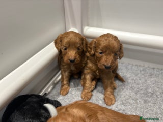 Cockapoo dogs Beautiful F1B Cockapoo Puppies - Advert 3