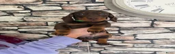 Dachshund dogs for sale: 3 male dachshund puppies   in Bridgend - Advert 5
