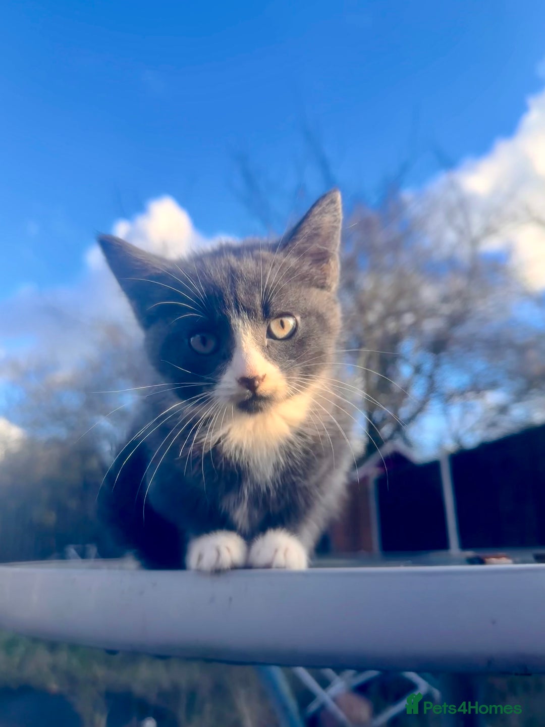 Mixed Breed cats for sale: Hybrid-Breed Kittens Available – Raised With Love - Advert 10