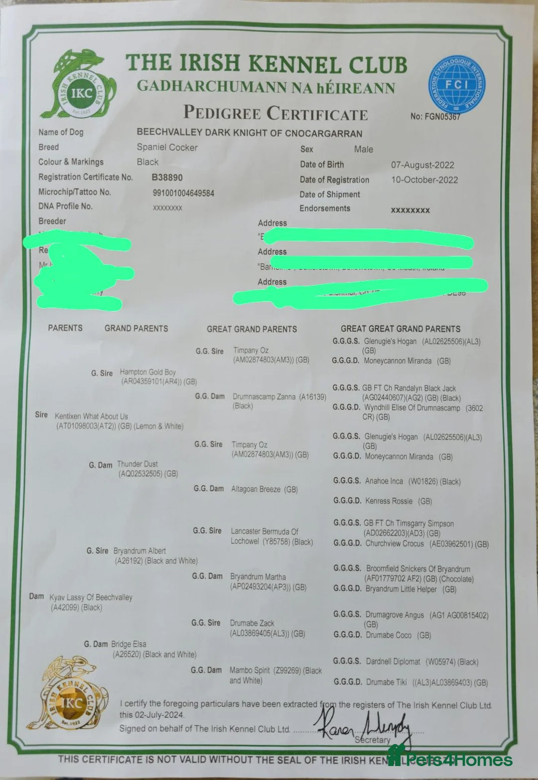 Cocker Spaniel dogs for stud: Working Cocker Spaniel available for Stud  in Chelmsford - Advert 21