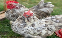 Mixed Breed birds for sale: Point of lay Hens & Pullets – VARIOUS BREEDS 🦚  - Image 21
