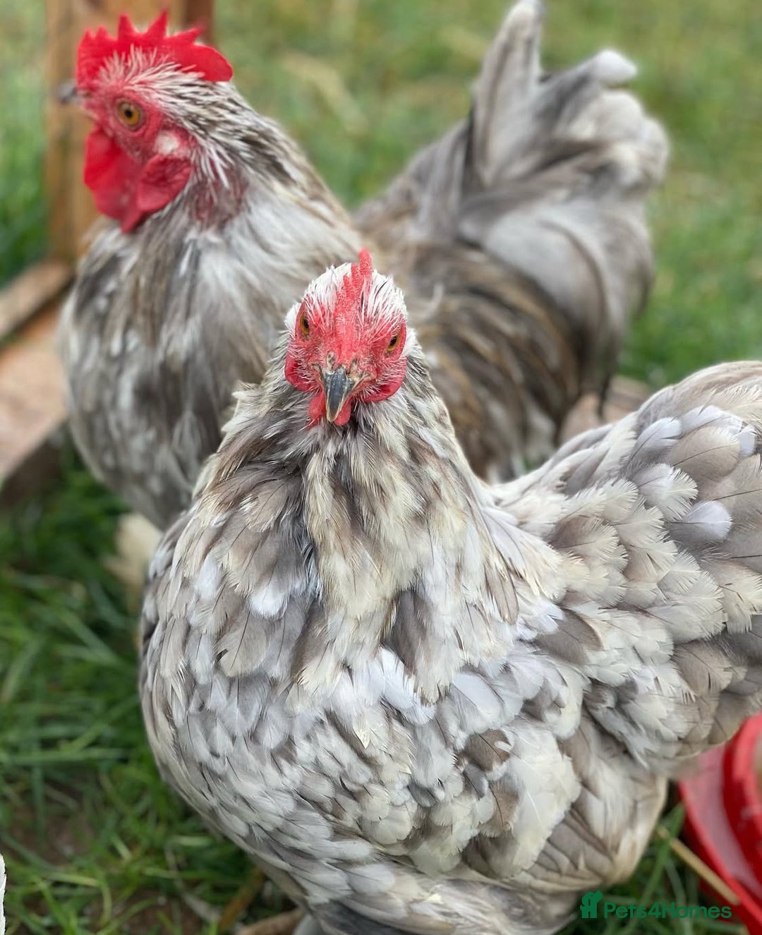 Mixed Breed birds for sale: Point of lay Hens & Pullets – VARIOUS BREEDS 🦚  - Image 21