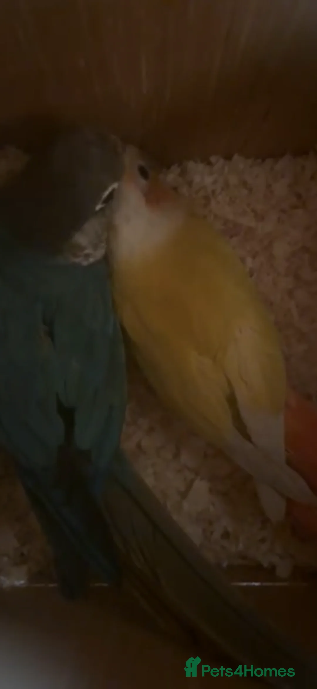 Conures birds for sale: Beautiful Breeding Pair of Conures   in Grays - Advert 4