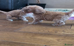Labradoodle dogs for sale: HEALTH TESTED F1b Miniature labradoodle for SALE - Image 24