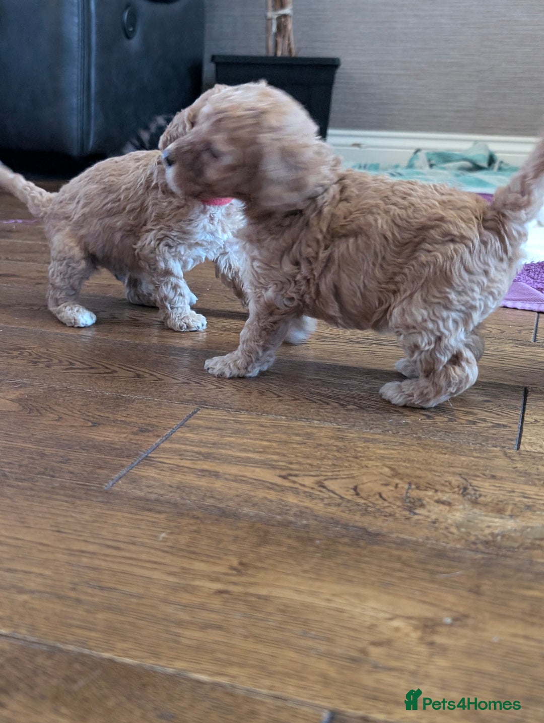 Labradoodle dogs for sale: HEALTH TESTED F1b Miniature labradoodle for SALE - Image 24