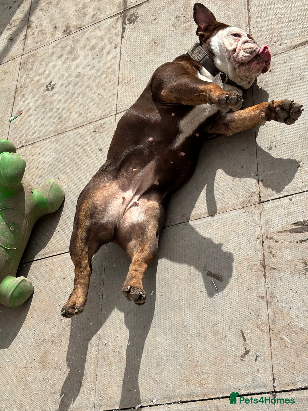 English Bulldog dogs for sale: English bulldog - Female, 3 years old  - Advert 10