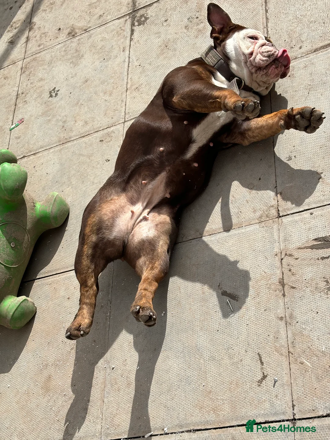 English Bulldog dogs for sale: English bulldog - Female, 3 years old  - Advert 10