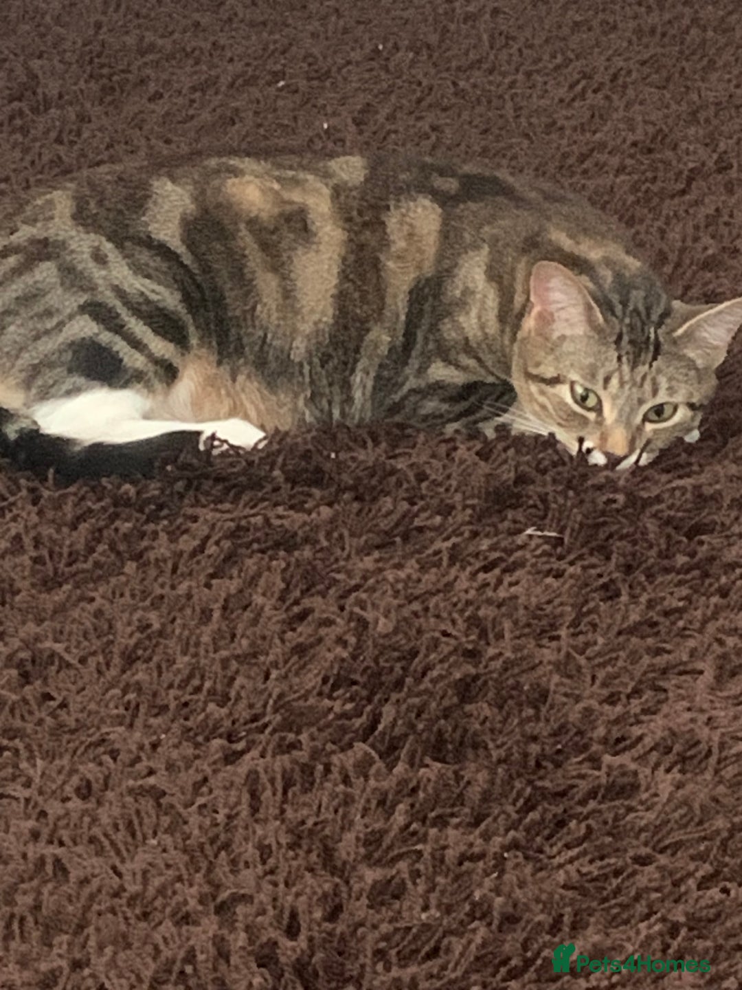 Domestic Shorthair cats for sale: Kittens for sale - Advert 4