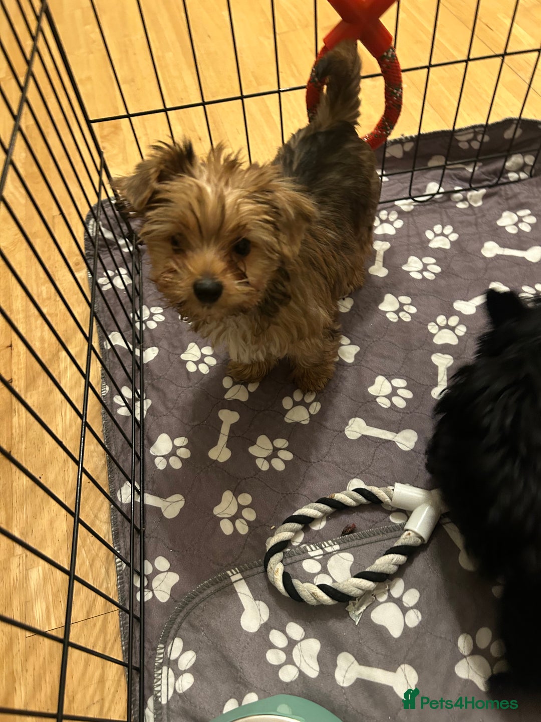 Biewer Terrier dogs for sale: Choco,black & ocean pearl Biewer Terrier - Advert 4