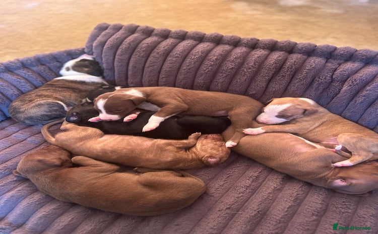 Mixed Breed dogs Bull Greyhound/Whippet Pups - Advert 4
