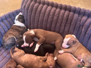 Mixed Breed dogs Bull Greyhound/Whippet Pups - Advert 15