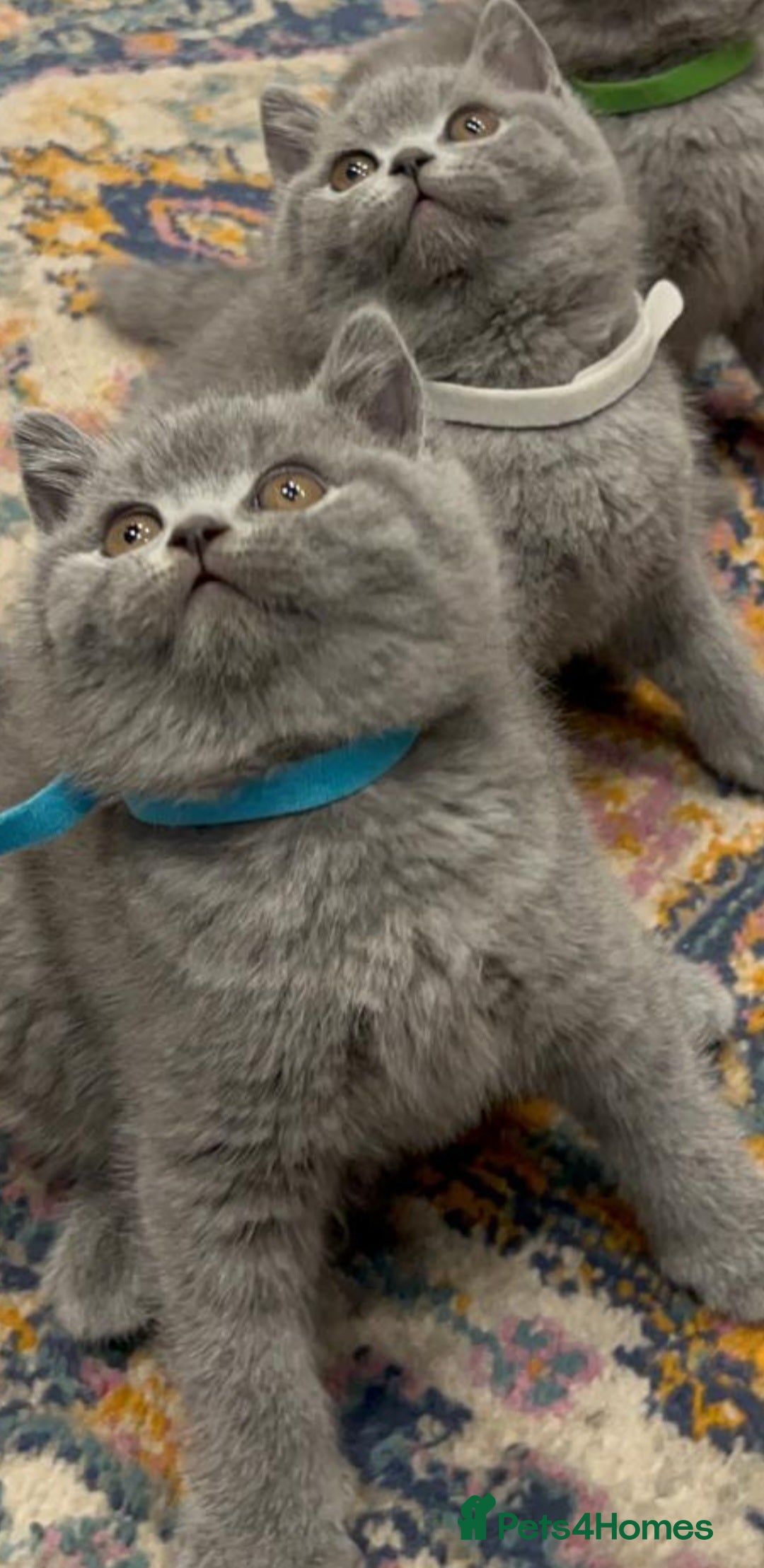 British Shorthair cats for sale: Gorgeous Brittsh Kittens Fully Vaccinated  - Image 3