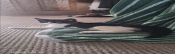 Mixed Breed cats for sale: Adorable Tuxedo Kittens available to Forever homes - Advert 10