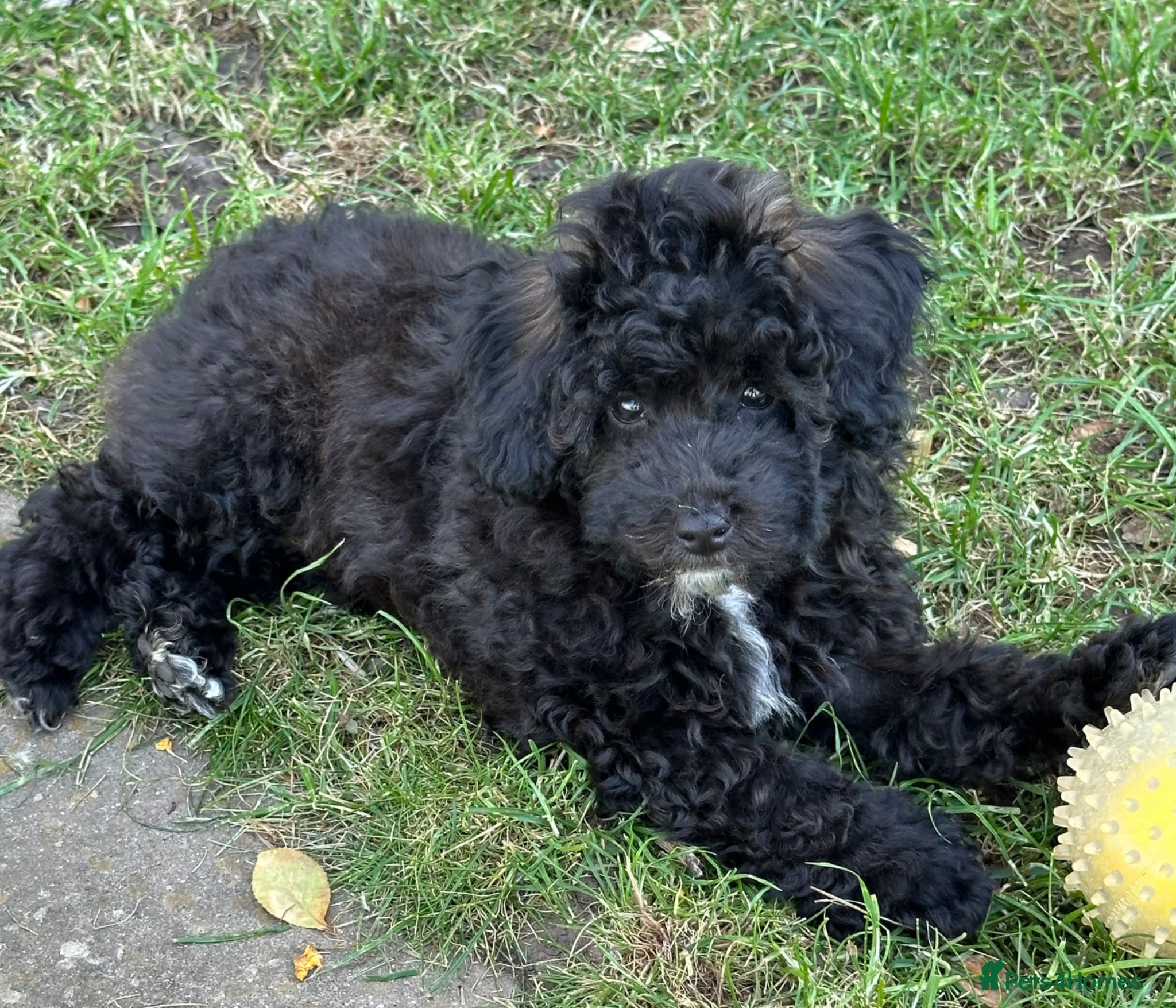 Toy Poodle dogs Adorable K.C.Reg Toy Poodle puppies - Advert 5