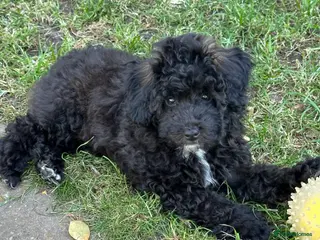 Toy Poodle dogs Adorable K.C.Reg Toy Poodle puppies - Advert 5