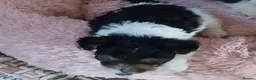 Fox Terrier dogs for sale: stunning fox terrier puppies - Advert 5