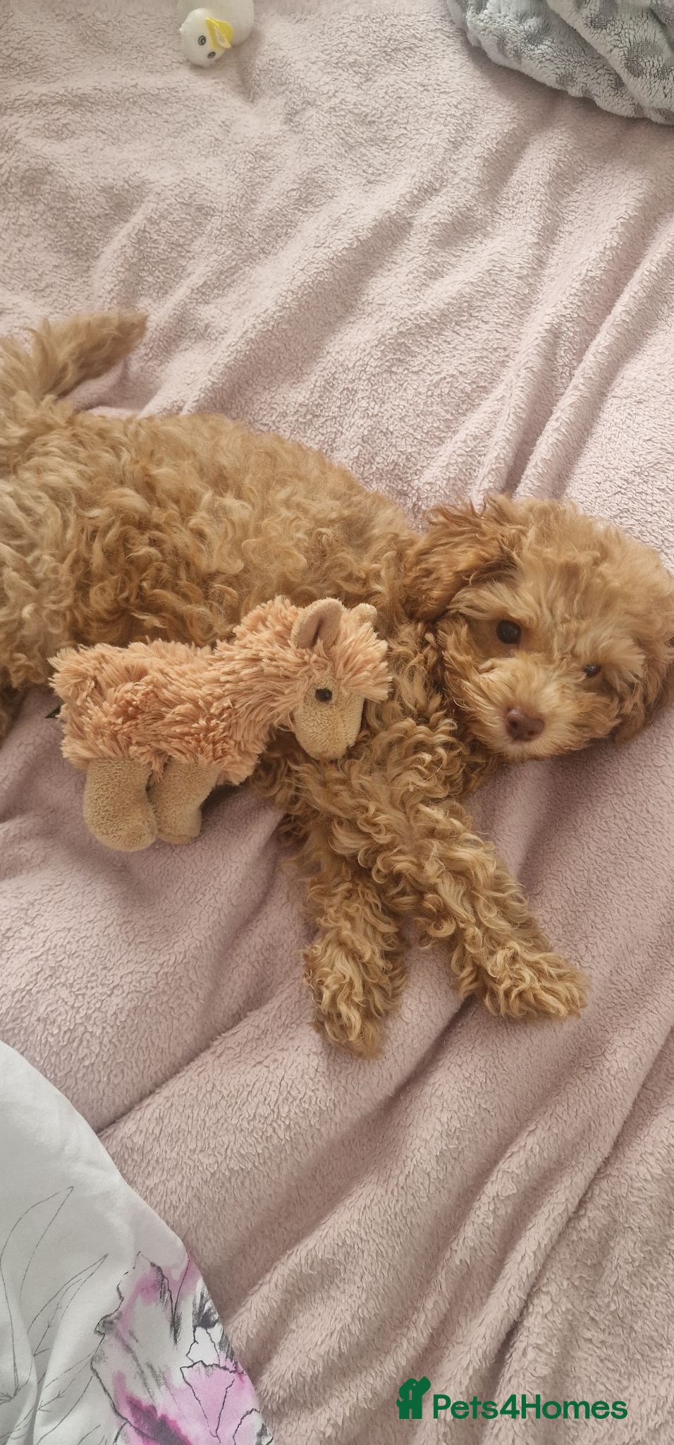 Toy Poodle dogs Toy poodle  - Advert 22