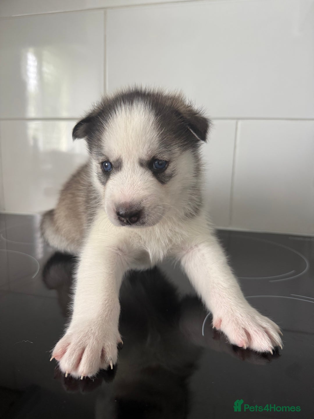 Siberian Husky dogs for sale: Male Siberian Husky Pups  - Image 8