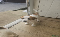 Jack Russell dogs for sale: Pure jack russell puppies  - Image 3