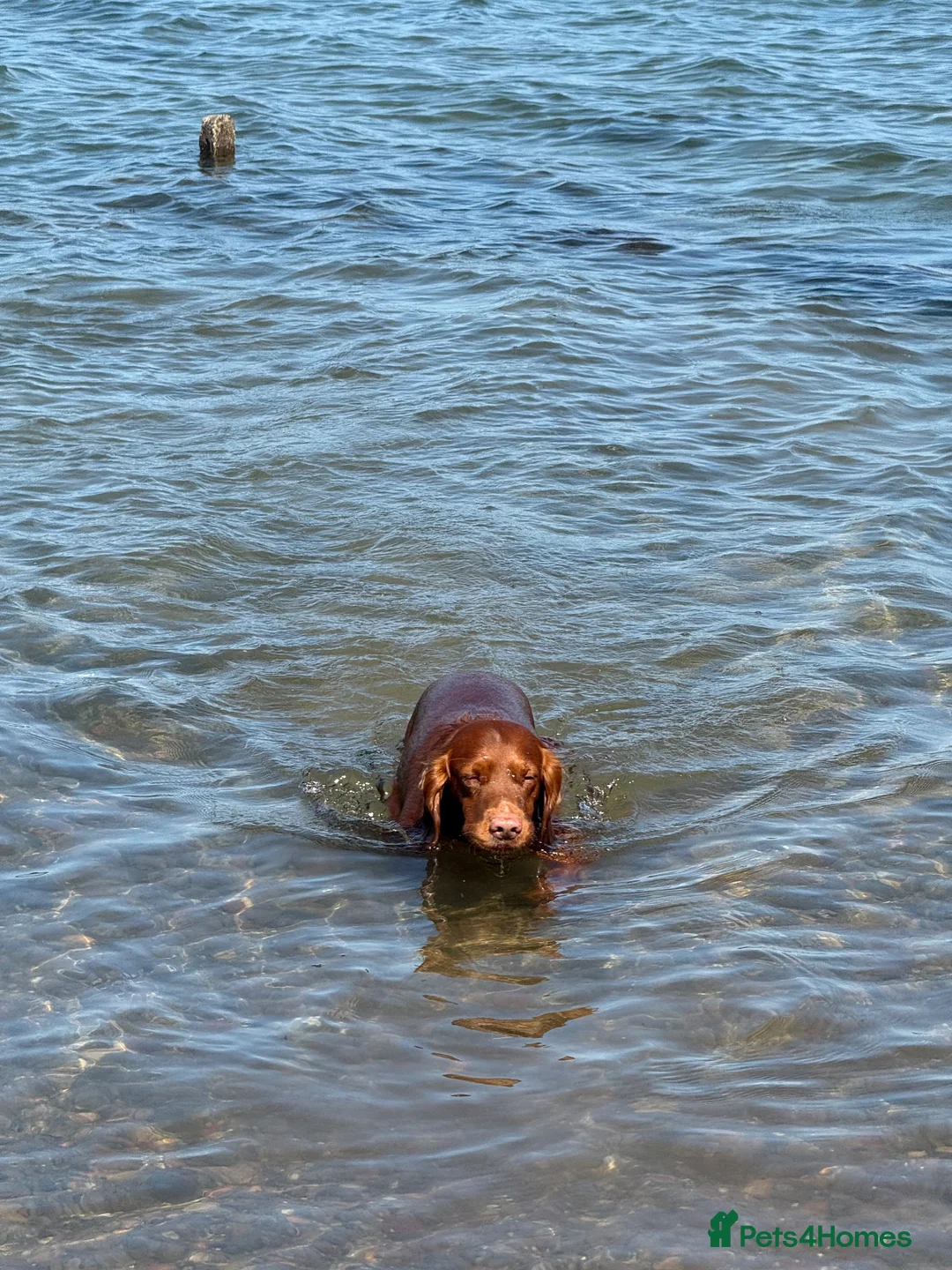 Cocker Spaniel dogs for stud: 🐾 KC‑REGISTERED RED COCKER SPANIEL STUD — MEXX 🐾 - Advert 4