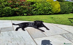 Rottweiler dogs for stud: STUD AVAILABLE “Hunter” (Rottweiler × Labrador) - Image 1