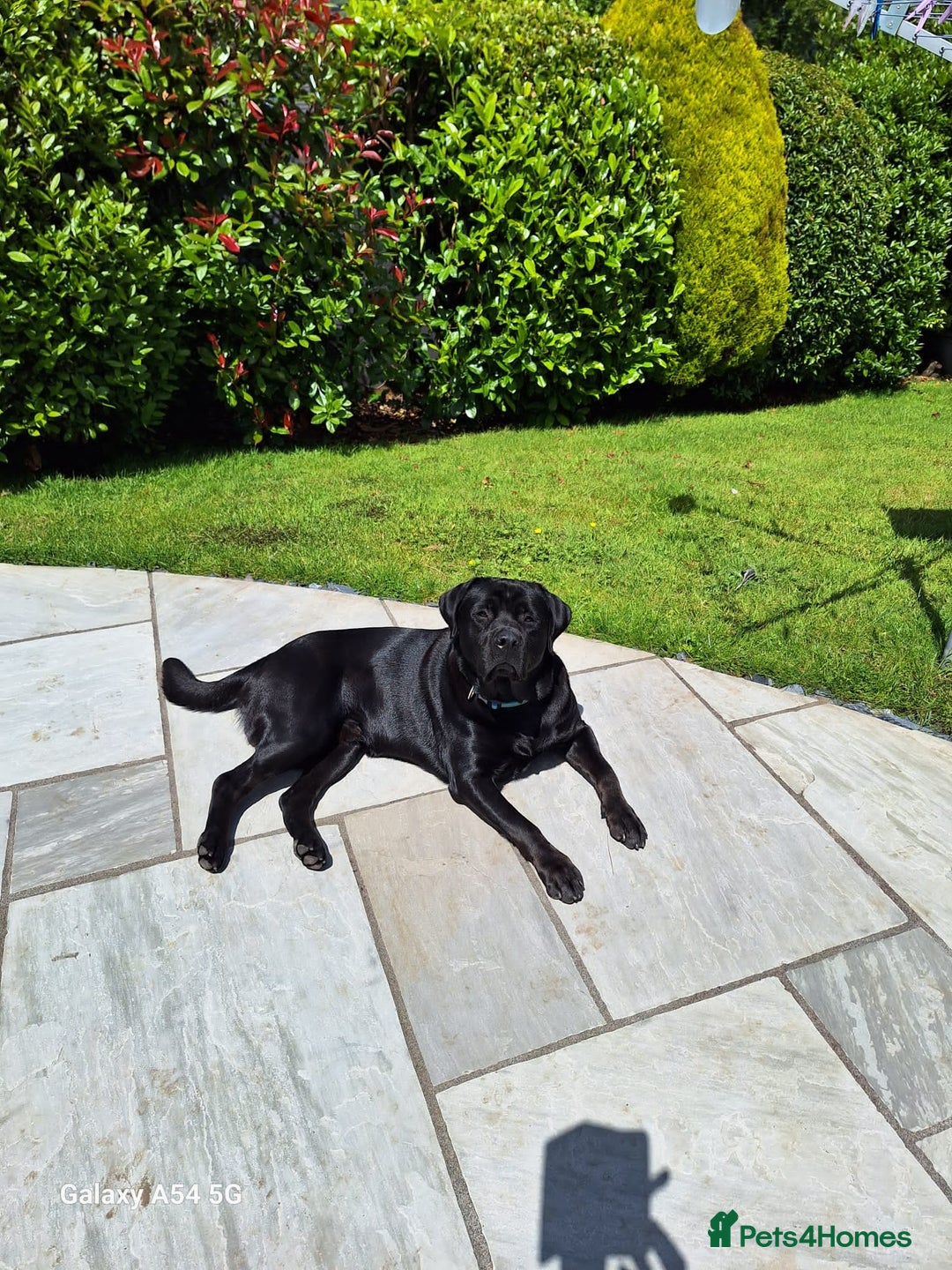 Rottweiler dogs for stud: STUD AVAILABLE “Hunter” (Rottweiler × Labrador) - Image 1