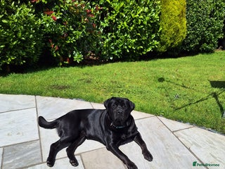 Rottweiler dogs - Advert 19