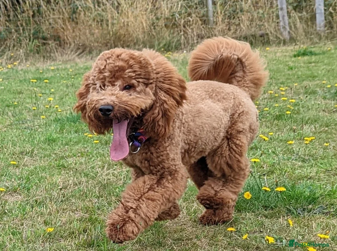 Labradoodle dogs for stud: Stunning proven Red KC Miniature Poodle in Cannock - Advert 4