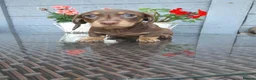 Dachshund dogs for sale: Dachshund  - Advert 10