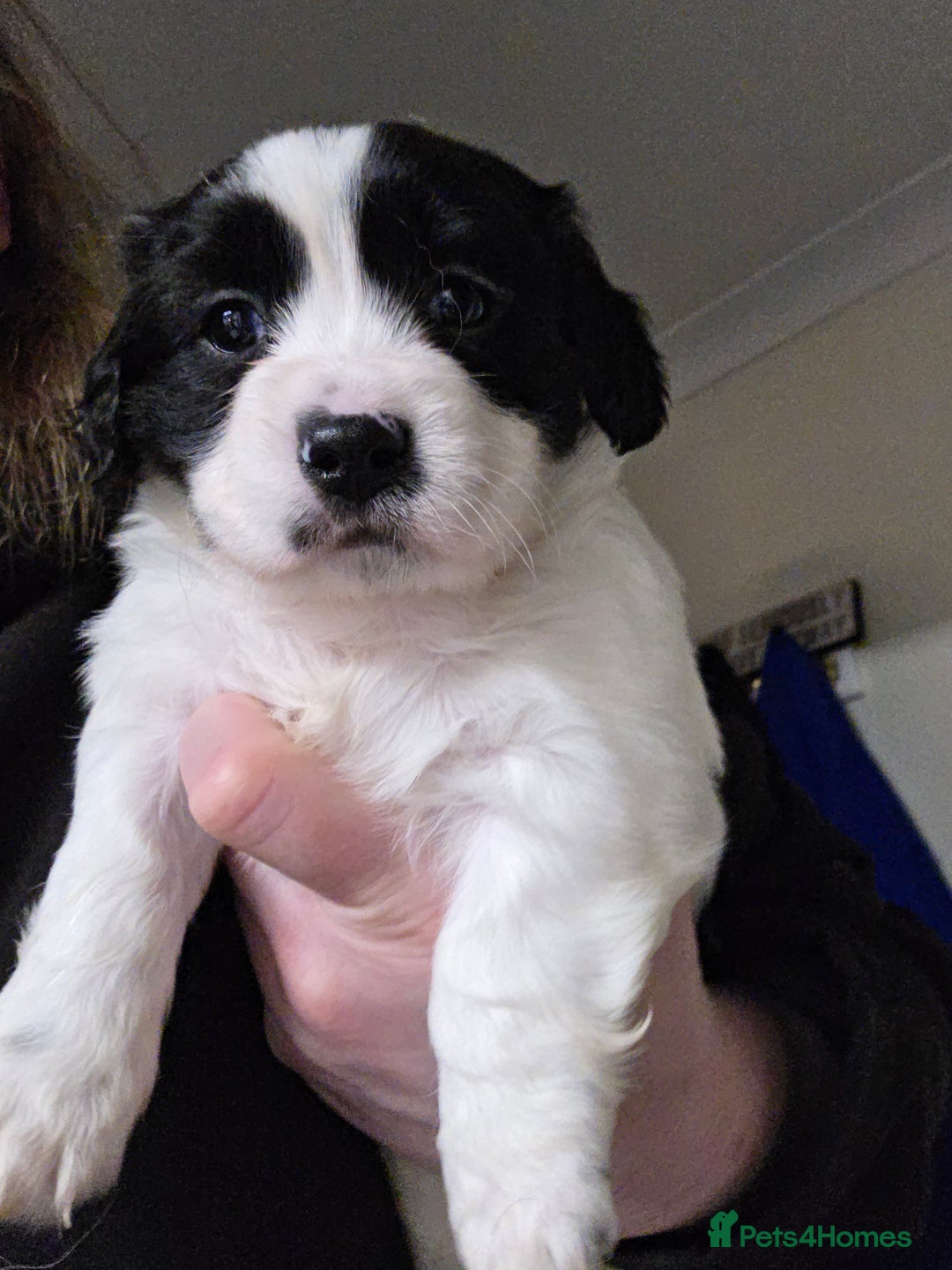 Mixed Breed dogs for sale: Mixed breed puppys - Advert 3