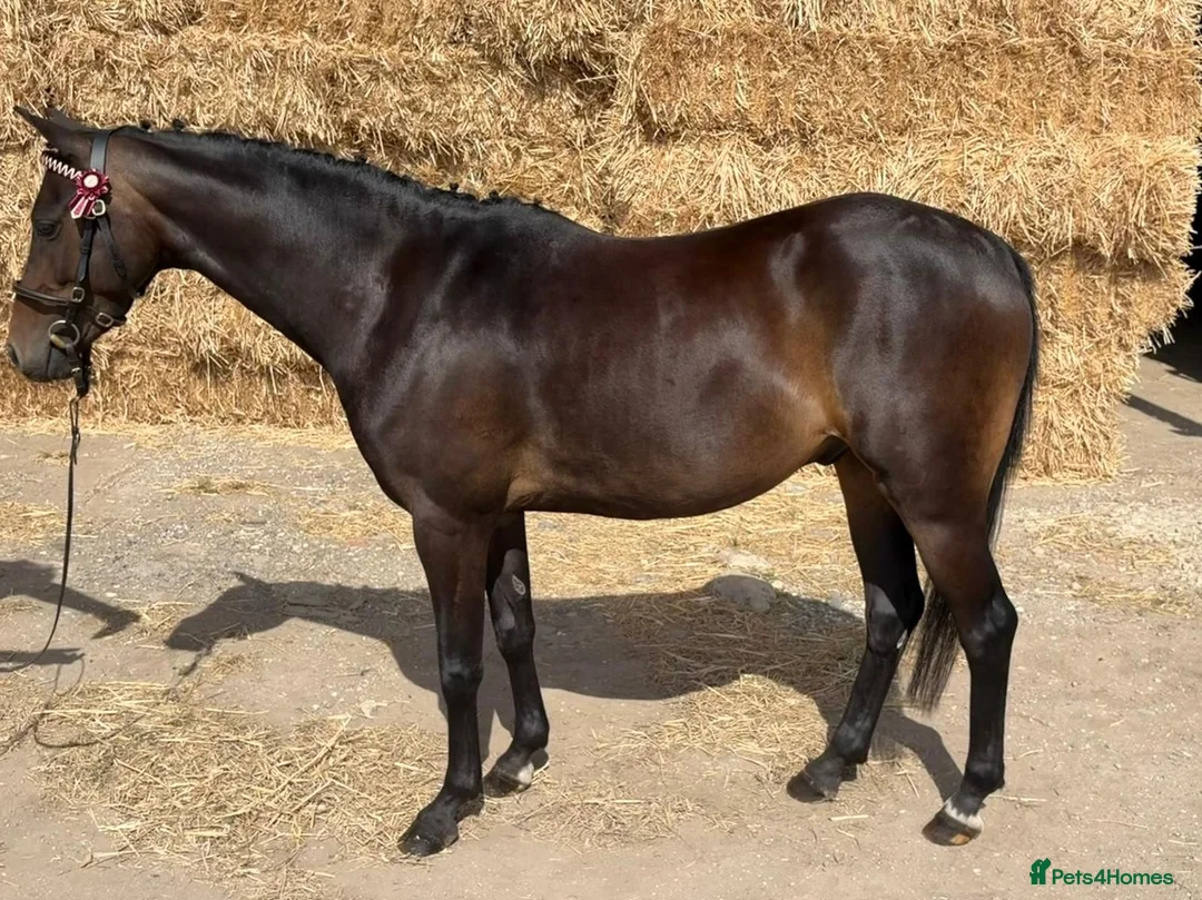 Riding pony horses for sale: Coco  - Advert 2