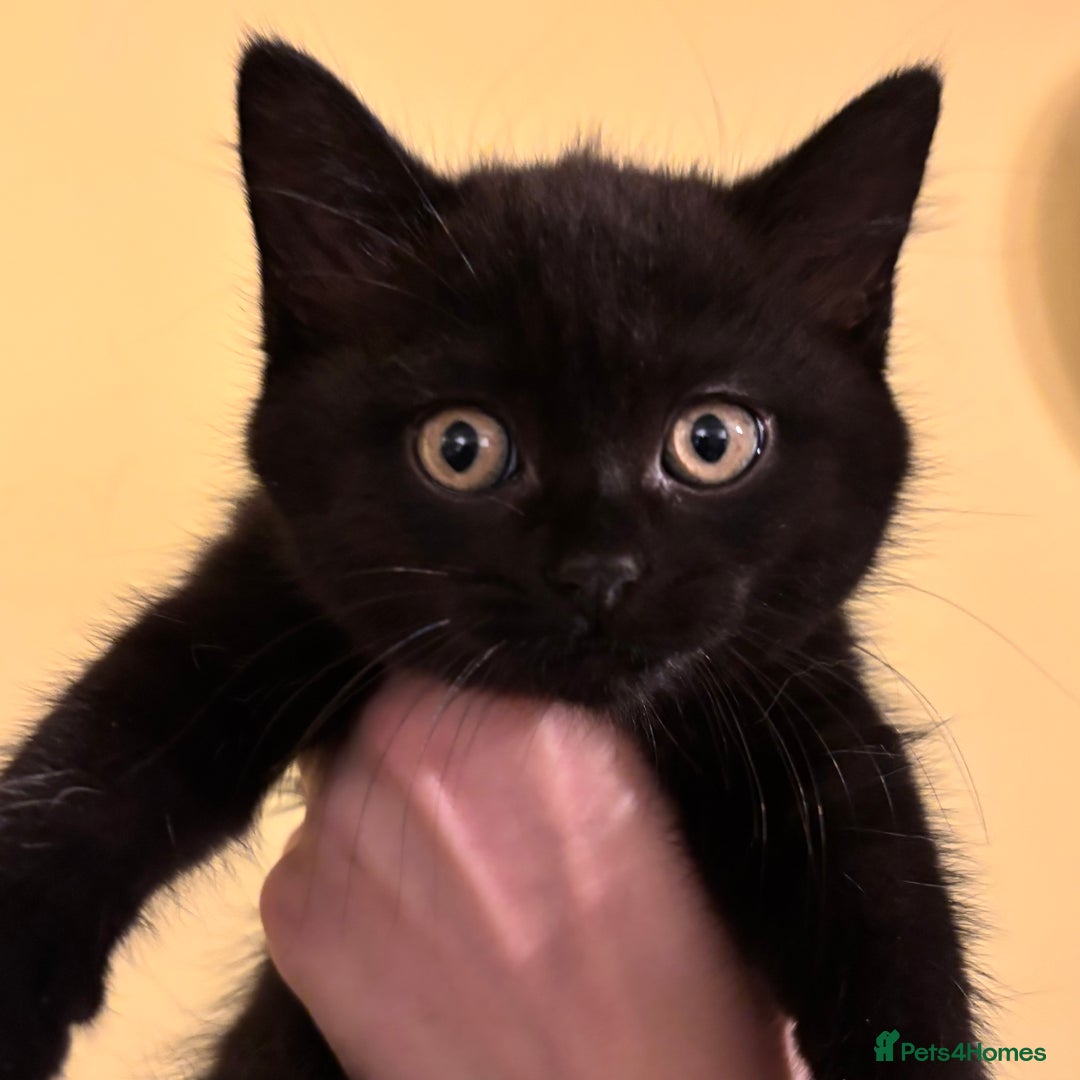 British Shorthair cats for sale: ⭐️Ready 8th Dec⭐️1 left.British Shorthair X Cross - Advert 1