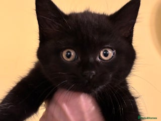 British Shorthair cats British Shorthair X Domestic Shorthair - Advert 3