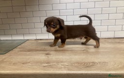 Mixed Breed dogs for sale: Dachshund and Pomeranian - Image 5